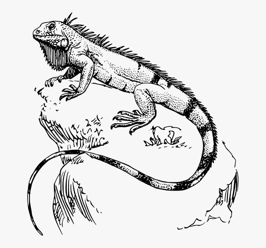 Lizard - Iguana Drawing, HD Png Download, Free Download