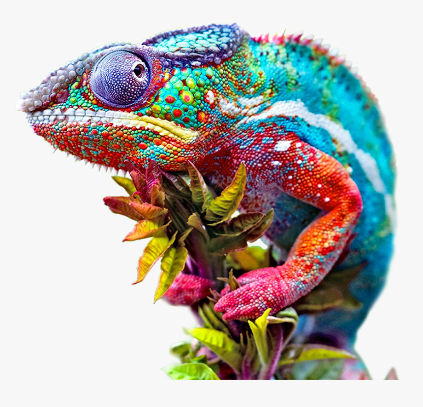 Change Agency  chameleon Adapts - Chameleon Background, HD Png Download, Free Download