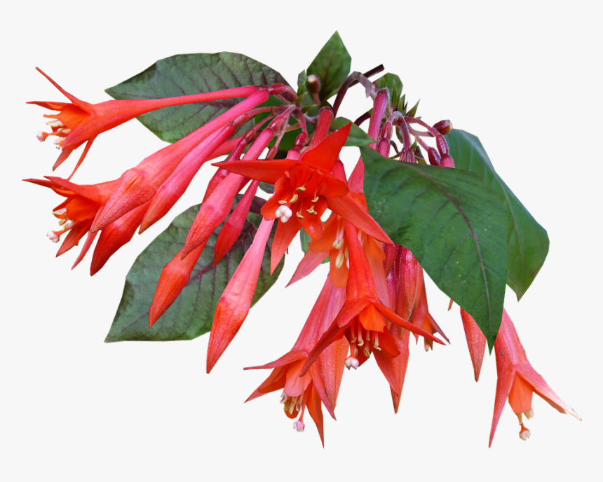 Candle Fuchsia, Flower, Red, Garden, Plant - Pixabay Com Fuksja Png, Transparent Png, Free Download
