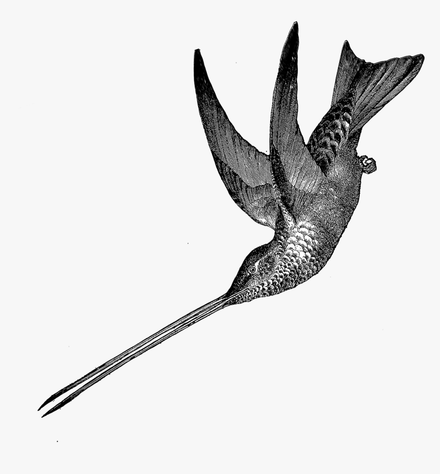 1881 Hummingbird Free Vintage Clip Art➢ Download Images - Redshank, HD Png Download, Free Download