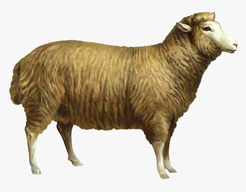 Sheep Clipart Realistic - Domestic Animals Png Sheep, Transparent Png, Free Download