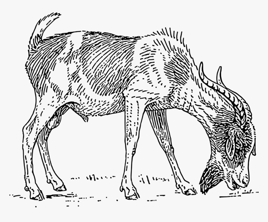 Carnivoran,deer,horn - Goat Drawing Eating Grass, HD Png Download, Free Download