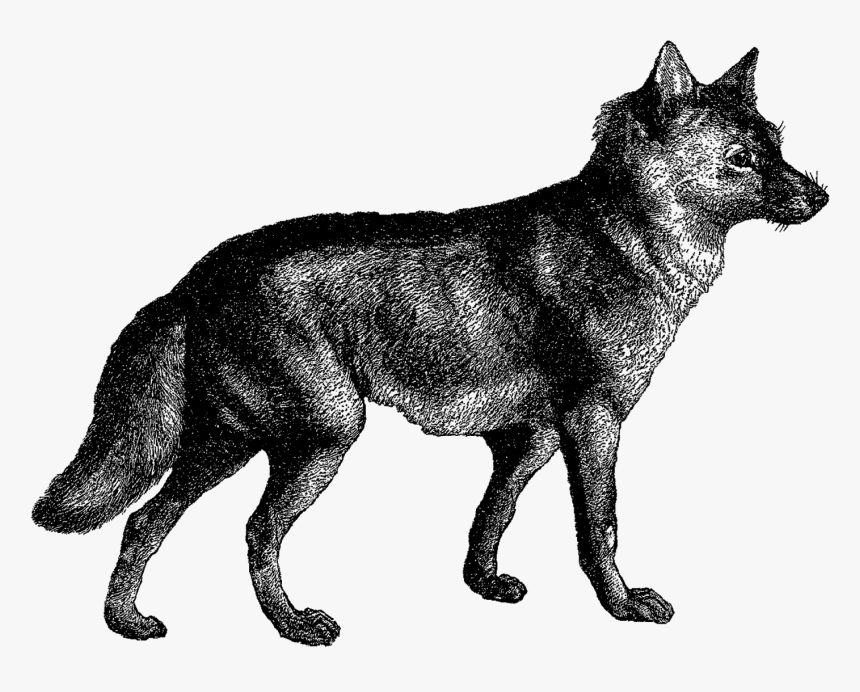 Wolfdog, HD Png Download, Free Download