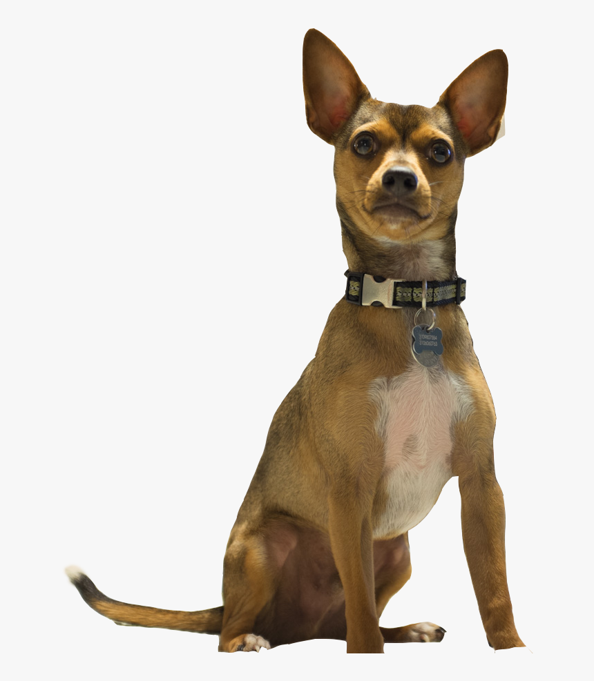 Companion Dog - Dog Barking Png, Transparent Png, Free Download