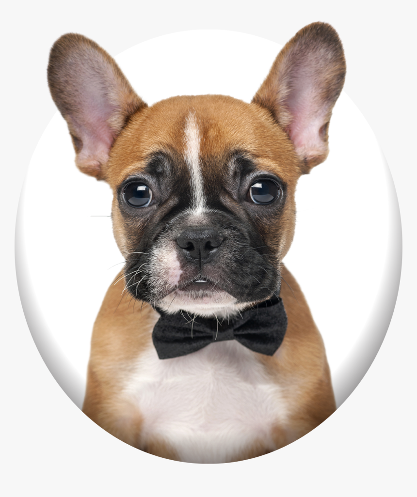 Barking Bubbles Mobile Pet Spa - Bulldog Frances Png, Transparent Png, Free Download