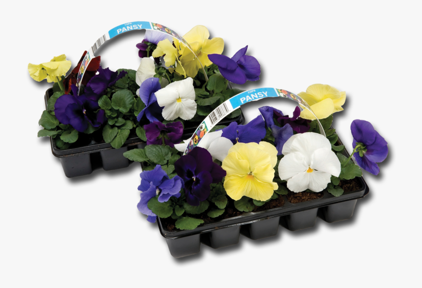 Ct Pansy 6pce - Pansy, HD Png Download, Free Download