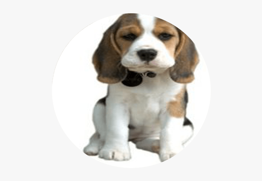 Cute Pet Dog Png, Transparent Png, Free Download