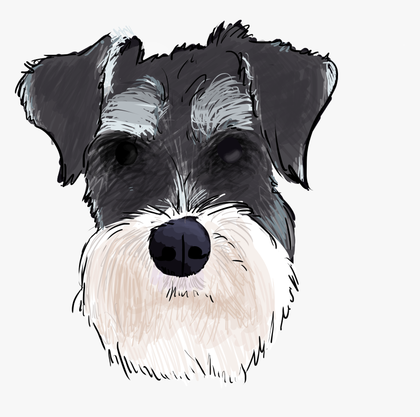 Miniature Schnauzer Standard Schnauzer Schnoodle Lakeland - Schnauzer Png, Transparent Png, Free Download