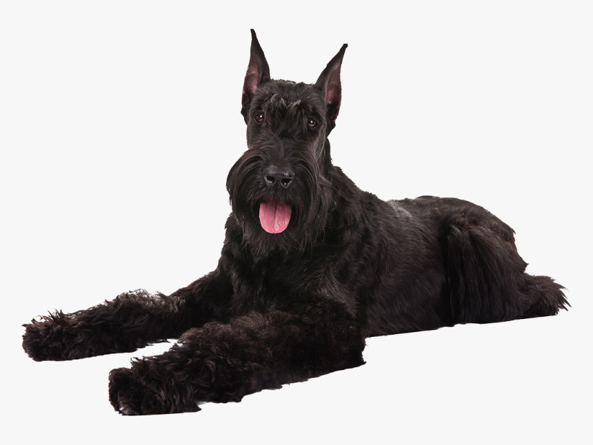 Miniature Schnauzer Scottish Terrier Giant Schnauzer - Giant Schnauzer Png, Transparent Png, Free Download