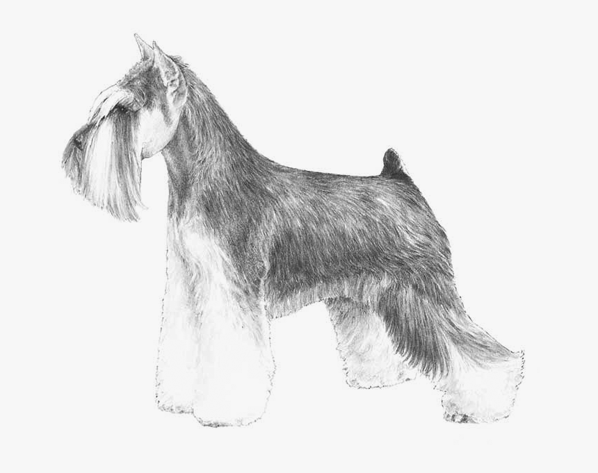 Miniature Schnauzer Standard Schnauzer Giant Schnauzer - Miniature Schnauzer Akc, HD Png Download, Free Download