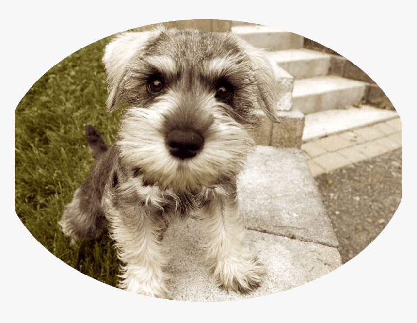 Tips To Take Care Of Miniature Schnauzer Puppies - Miniature Schnauzer, HD Png Download, Free Download