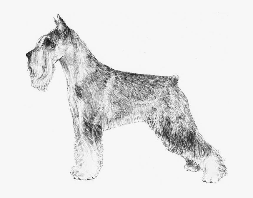 Schnauzer , Png Download - Schnauzer, Transparent Png, Free Download