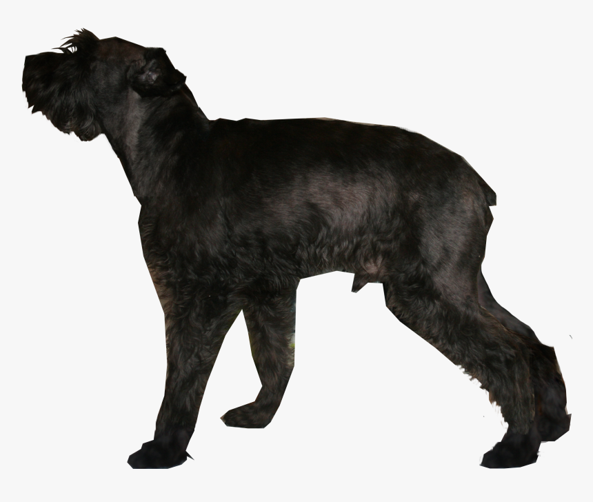 Giant Schnauzer Miniature Schnauzer Standard Schnauzer - Miniature Schnauzer, HD Png Download, Free Download