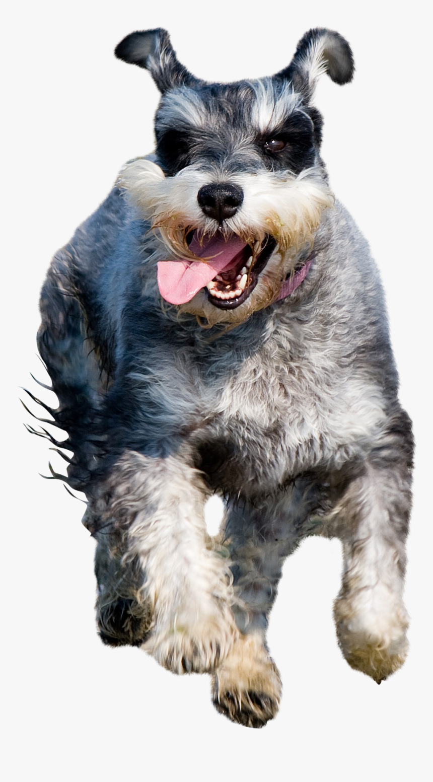 Dog Catches Something, HD Png Download, Free Download