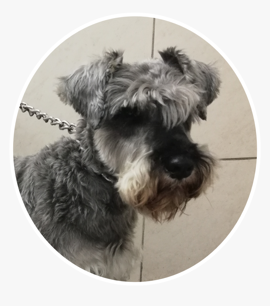 #schnauzer - Miniature Schnauzer, HD Png Download, Free Download