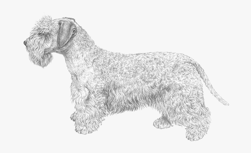 Standard Schnauzer, HD Png Download, Free Download