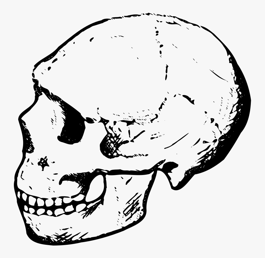 Free Amud Skull - Clipart Of A Skull, HD Png Download, Free Download
