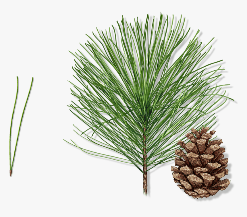 Pine Needles Png, Transparent Png, Free Download