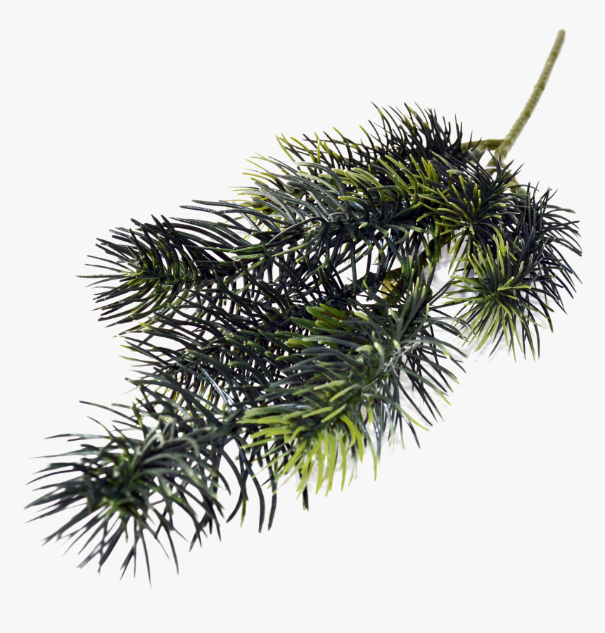 Pine Branch Download Png Image - Pond Pine, Transparent Png, Free Download