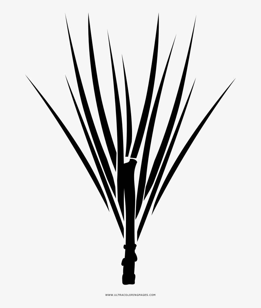 Transparent Pine Needles Png - Illustration, Png Download, Free Download