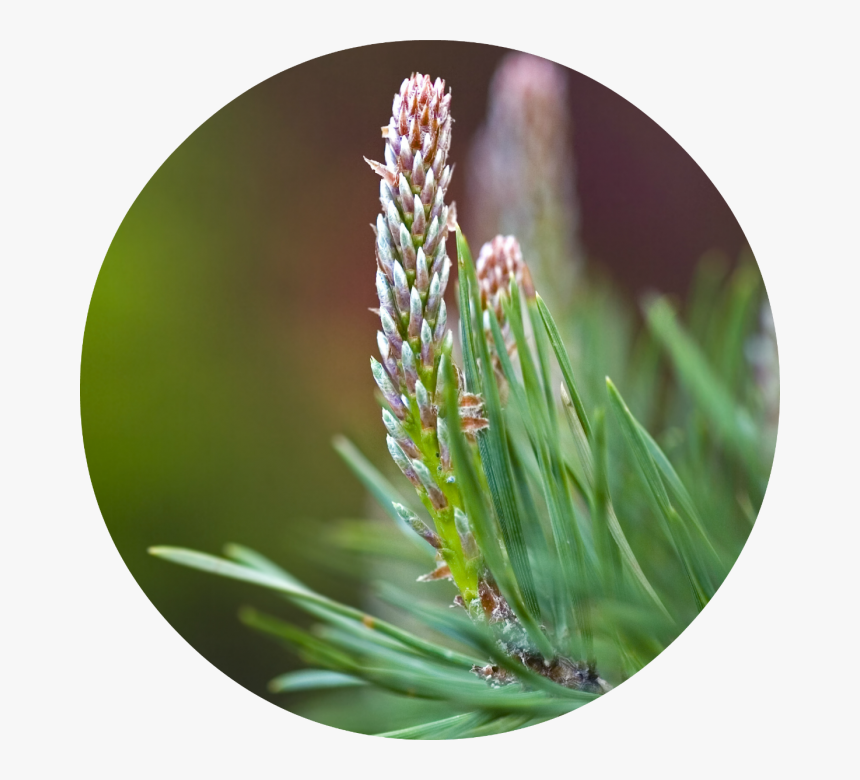 Pond Pine, HD Png Download, Free Download