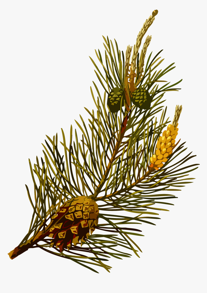 Scots Pine Clip Arts - Pinus Sylvestris Plant, HD Png Download, Free Download