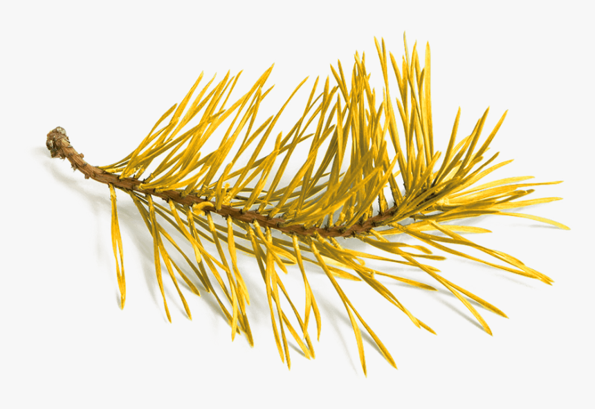 Pine Branch, HD Png Download, Free Download