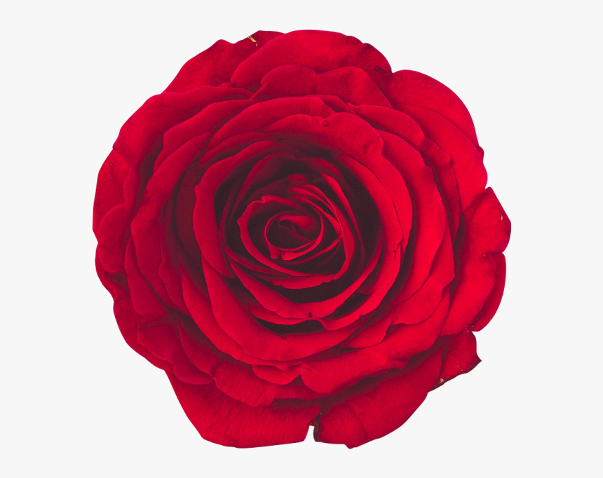 Red Rose Transparent Png Image Free Download Searchpng - Floribunda, Png Download, Free Download