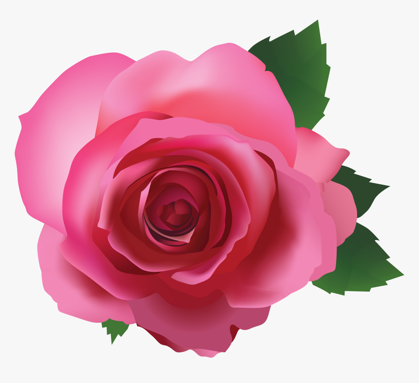 Pink Rose Transparent Background, HD Png Download, Free Download