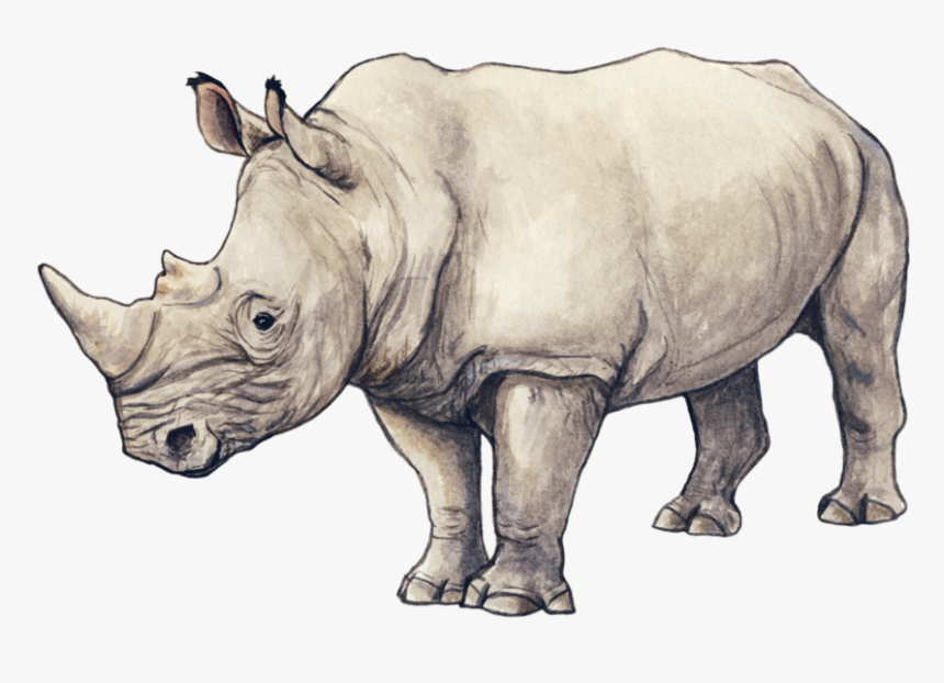 Rhinos Drawing Ink - Rhinoceros Illustration, HD Png Download, Free Download