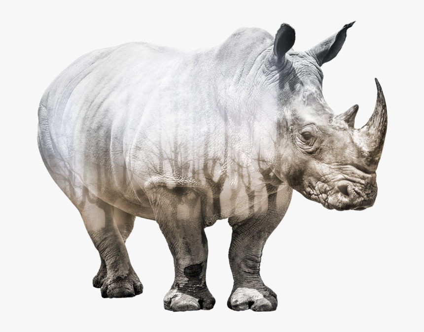 Rhinoceros - Transparent Rhino, HD Png Download, Free Download