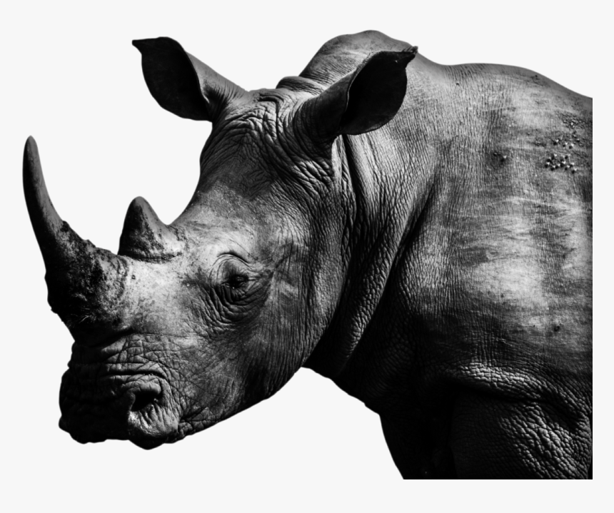 Black Rhinoceros, HD Png Download, Free Download