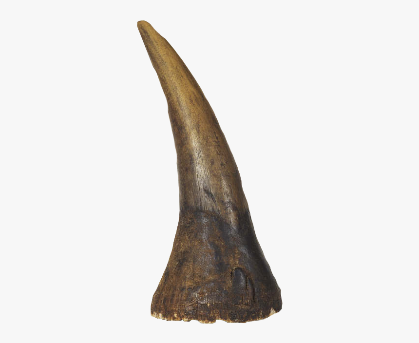 Image Albrecht D Rer - Rhino Horn Png, Transparent Png, Free Download