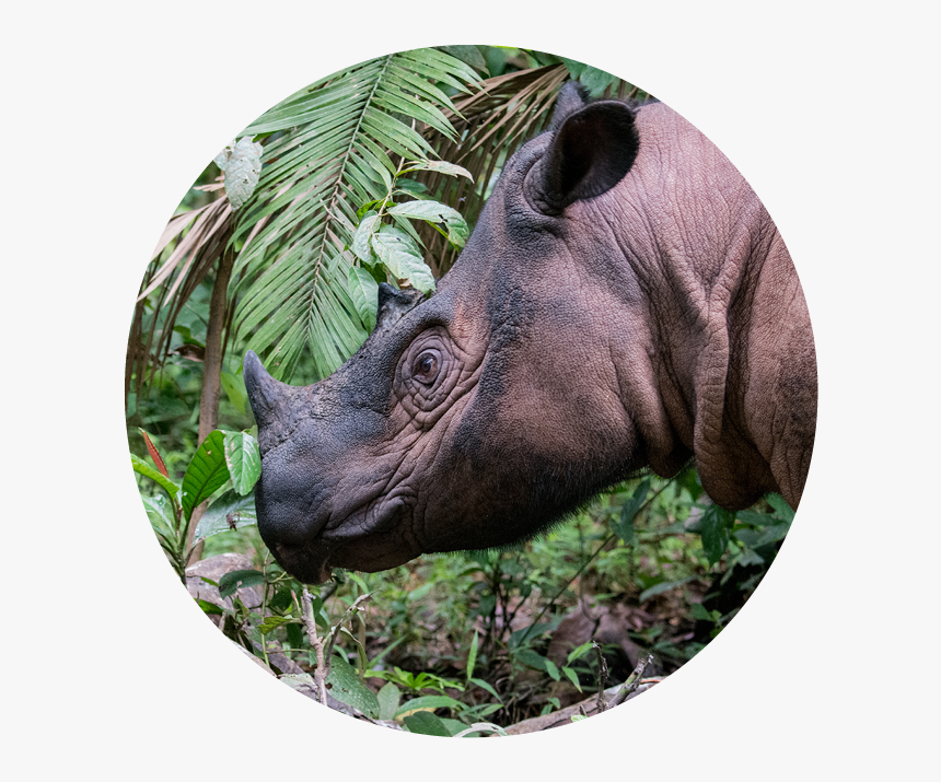 Sumatran Rhino - Sumatran Rhinoceros, HD Png Download, Free Download