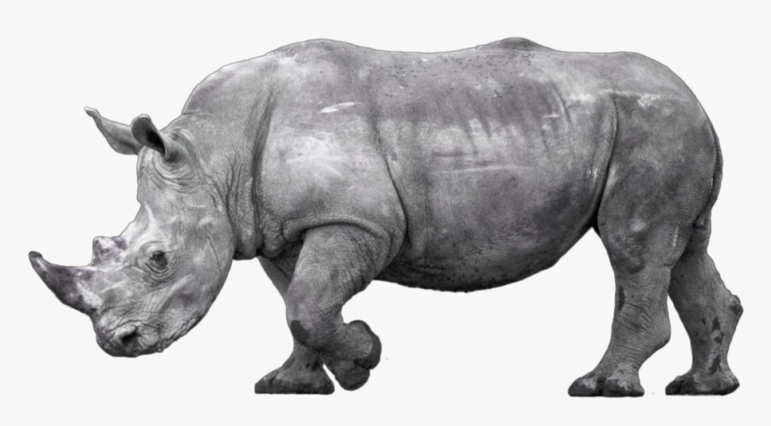 #rhino #rhinoceros - Black Rhinoceros, HD Png Download, Free Download