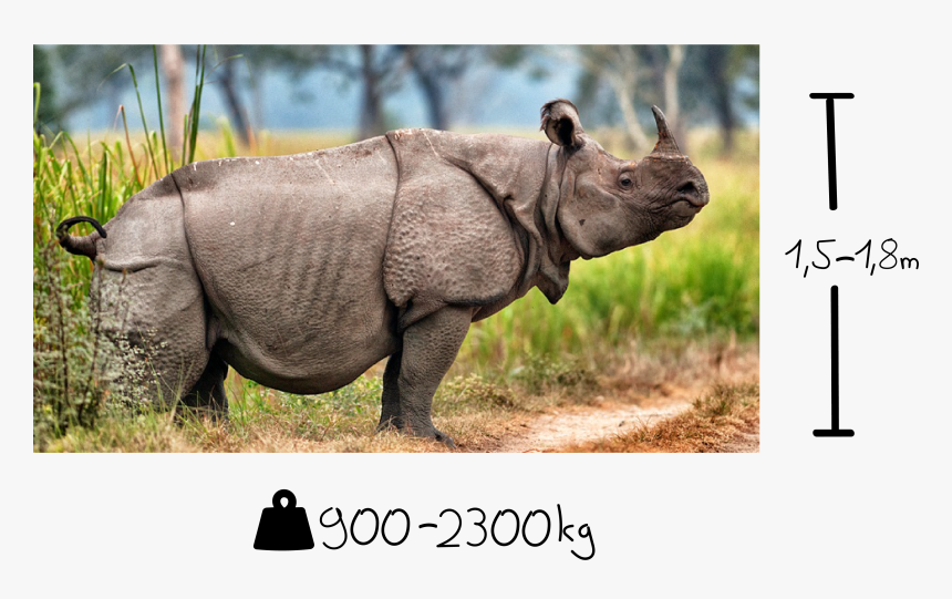 Javan Rhinoceros Endangered Animals, HD Png Download, Free Download