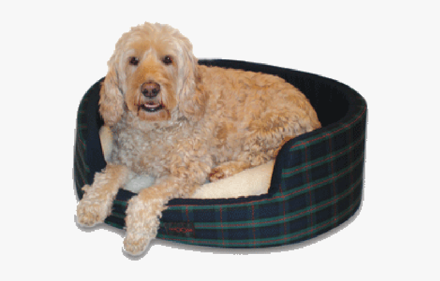 Buddy Dog Bed - Goldendoodle, HD Png Download, Free Download