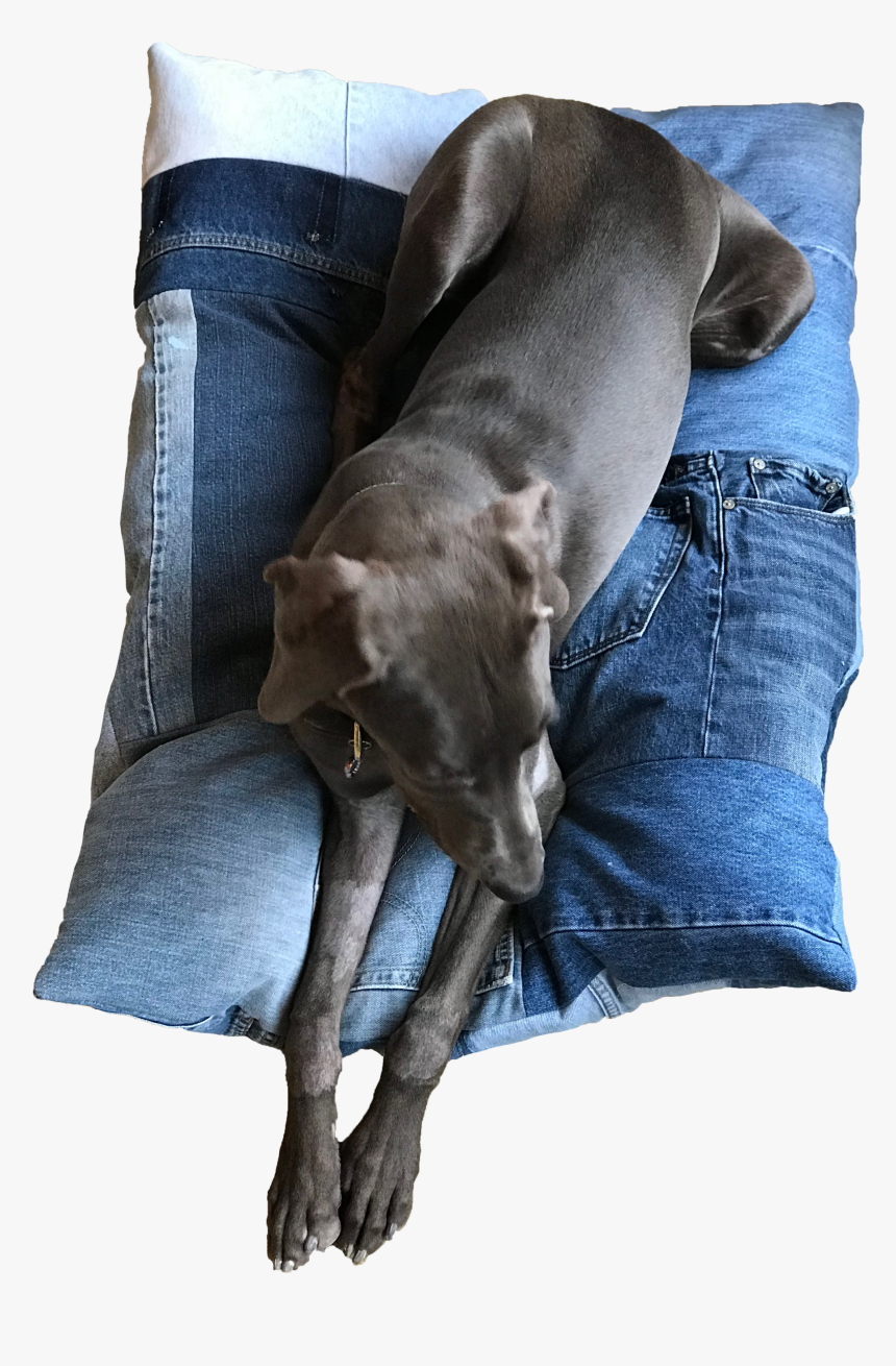 Transparent Dog Bed Png - Companion Dog, Png Download, Free Download