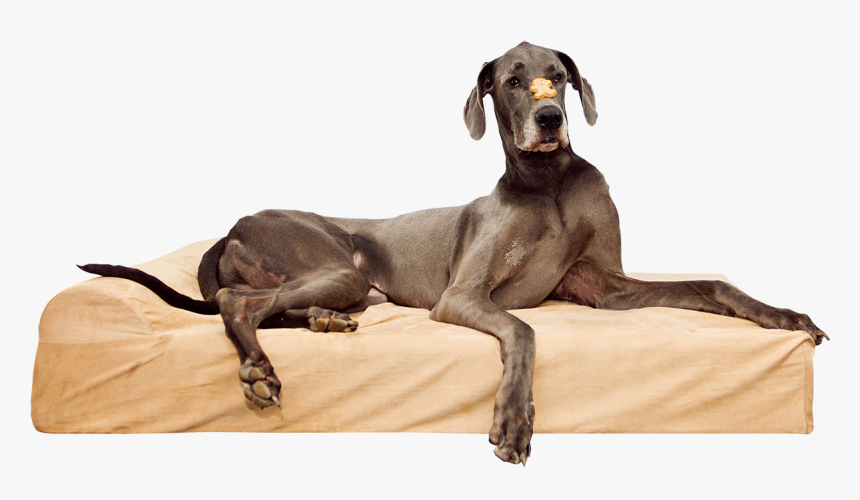 Longdog, HD Png Download, Free Download