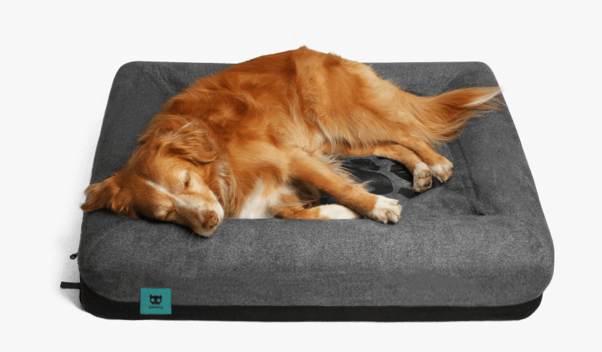 Zee Dog Bed , Png Download - Zee Bed, Transparent Png, Free Download