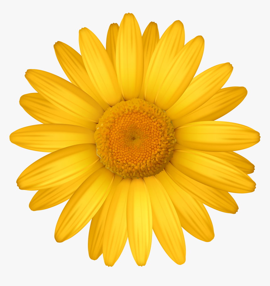 Daisy Clipart For Printable - Daisy Flower Clipart, HD Png Download, Free Download