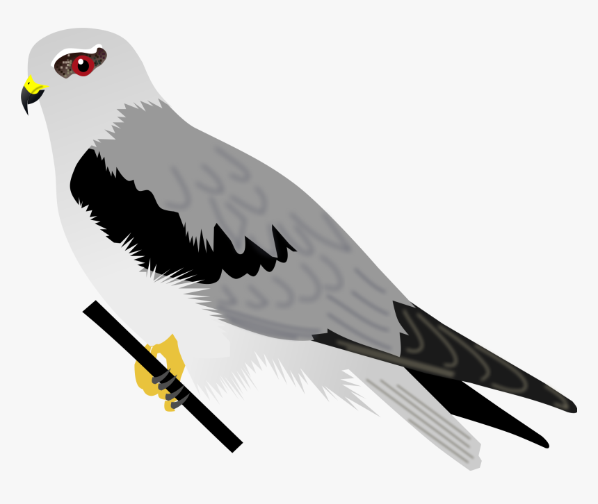 Black-winged Kite Clipart , Png Download - Kite, Transparent Png, Free Download