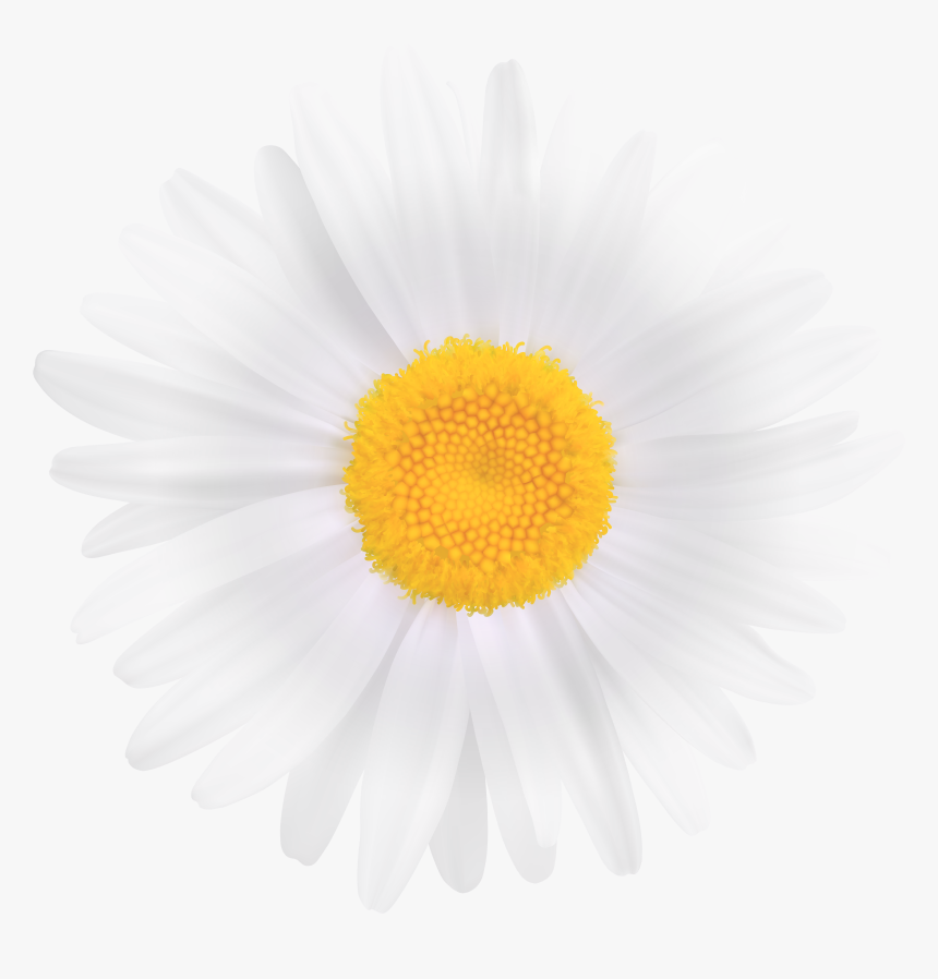 Clipart Image Gallery Yopriceville - White Daisy Flower Png, Transparent Png, Free Download