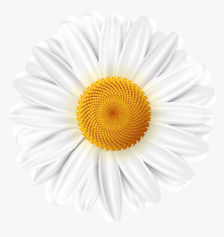 White Flower Clipart Png , Png Download - Portable Network Graphics, Transparent Png, Free Download