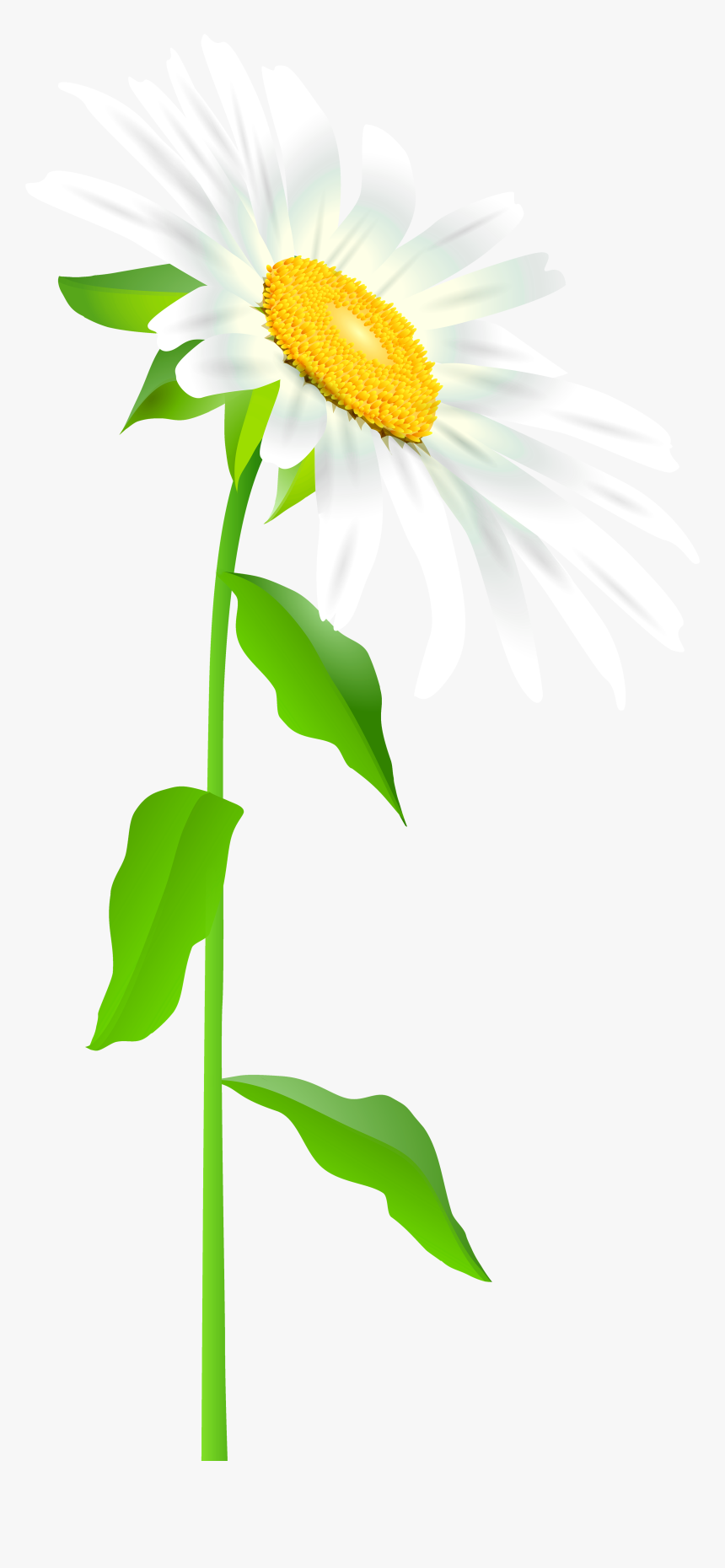 Daisy Flower Stem Transparent, HD Png Download, Free Download