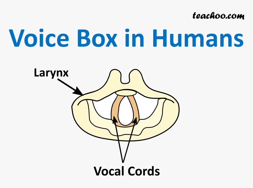 Transparent Humans Png - Sound Produced By Humans, Png Download, Free Download