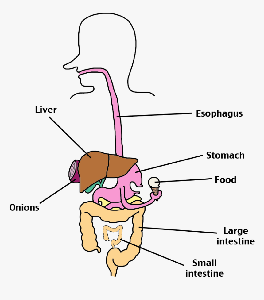 Simple Digestive System Png, Transparent Png, Free Download