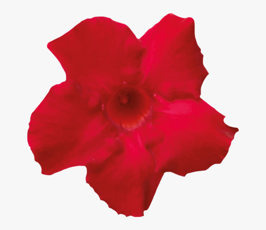 Red Desert Flower Transparent, HD Png Download, Free Download