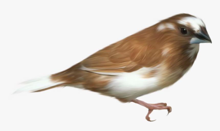 Aves Png, Transparent Png, Free Download