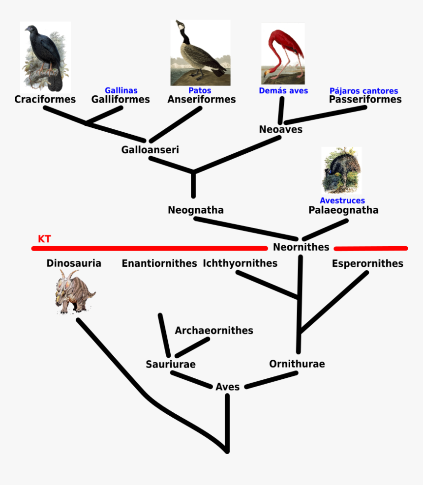 Birds Of America: From Original Drawings, HD Png Download, Free Download